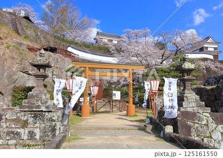 【大分県】快晴の臼杵城と満開の桜(臼杵城址桜まつり 【大分県】快晴の臼杵城と満開の桜(臼杵城址桜まつり 125161550