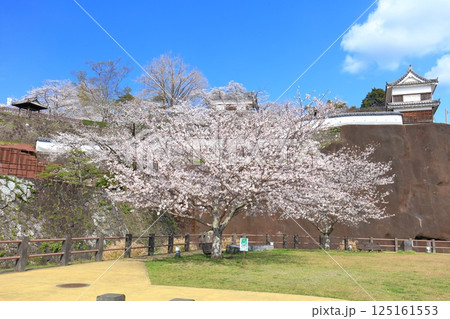【大分県】快晴の臼杵城と満開の桜(臼杵城址桜まつり 【大分県】快晴の臼杵城と満開の桜(臼杵城址桜まつり 125161553