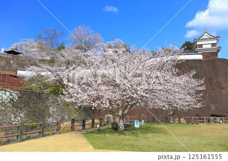 【大分県】快晴の臼杵城と満開の桜(臼杵城址桜まつり 【大分県】快晴の臼杵城と満開の桜(臼杵城址桜まつり 125161555