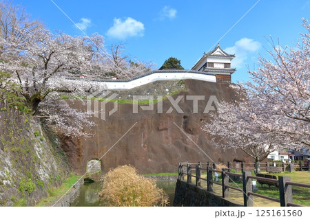【大分県】快晴の臼杵城と満開の桜（臼杵城址桜まつり 125161560