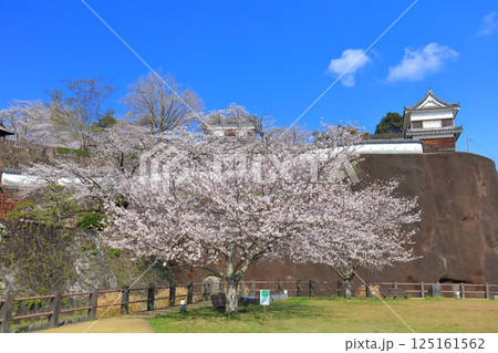 【大分県】快晴の臼杵城と満開の桜(臼杵城址桜まつり 【大分県】快晴の臼杵城と満開の桜(臼杵城址桜まつり 125161562