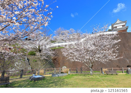 【大分県】快晴の臼杵城と満開の桜（臼杵城址桜まつり 125161565