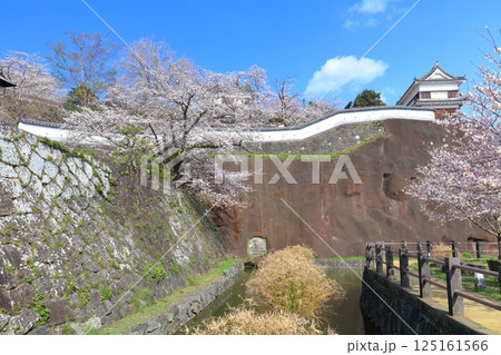 【大分県】快晴の臼杵城と満開の桜（臼杵城址桜まつり 125161566