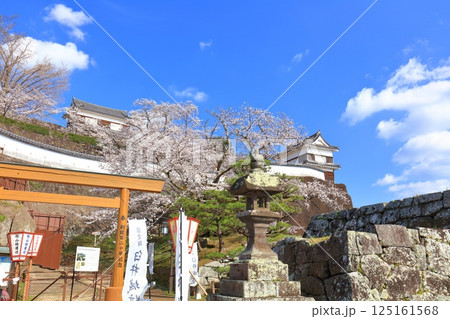 【大分県】快晴の臼杵城と満開の桜(臼杵城址桜まつり 【大分県】快晴の臼杵城と満開の桜(臼杵城址桜まつり 125161568