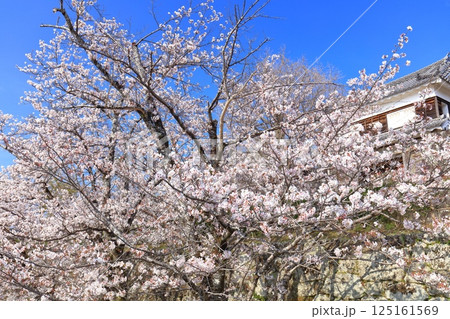 【大分県】快晴の臼杵城と満開の桜（臼杵城址桜まつり 125161569