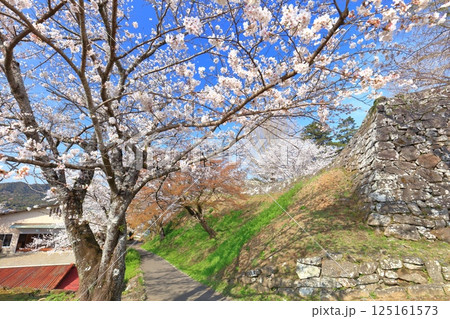 【大分県】快晴の臼杵城と満開の桜（臼杵城址桜まつり 125161573