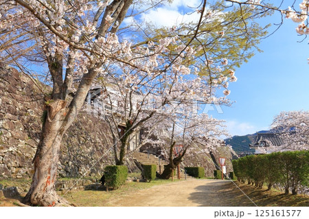 【大分県】快晴の臼杵城と満開の桜（臼杵城址桜まつり 125161577