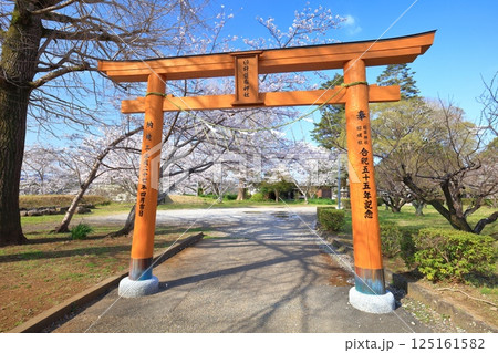 【大分県】快晴の臼杵城と満開の桜(臼杵城址桜まつり 【大分県】快晴の臼杵城と満開の桜(臼杵城址桜まつり 125161582
