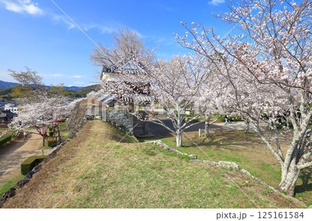 【大分県】快晴の臼杵城と満開の桜(臼杵城址桜まつり 【大分県】快晴の臼杵城と満開の桜(臼杵城址桜まつり 125161584