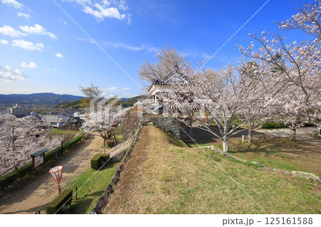 【大分県】快晴の臼杵城と満開の桜（臼杵城址桜まつり 125161588
