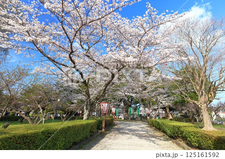 【大分県】快晴の臼杵城と満開の桜（臼杵城址桜まつり 125161592