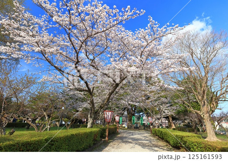 【大分県】快晴の臼杵城と満開の桜(臼杵城址桜まつり 【大分県】快晴の臼杵城と満開の桜(臼杵城址桜まつり 125161593