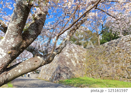 【大分県】快晴の臼杵城と満開の桜（臼杵城址桜まつり 125161597