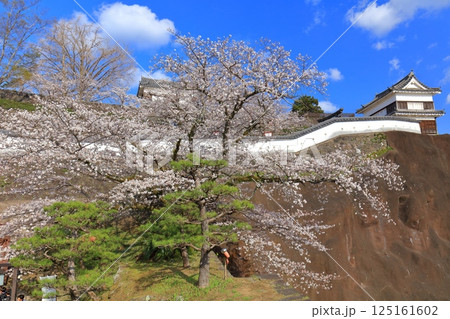 【大分県】快晴の臼杵城と満開の桜（臼杵城址桜まつり 125161602