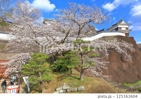 【大分県】快晴の臼杵城と満開の桜（臼杵城址桜まつり 125161604