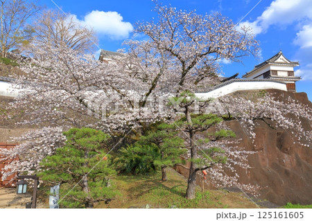 【大分県】快晴の臼杵城と満開の桜（臼杵城址桜まつり 125161605