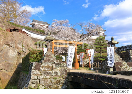 【大分県】快晴の臼杵城と満開の桜(臼杵城址桜まつり 【大分県】快晴の臼杵城と満開の桜(臼杵城址桜まつり 125161607