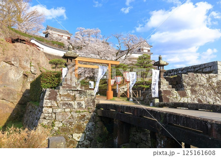 【大分県】快晴の臼杵城と満開の桜（臼杵城址桜まつり 125161608