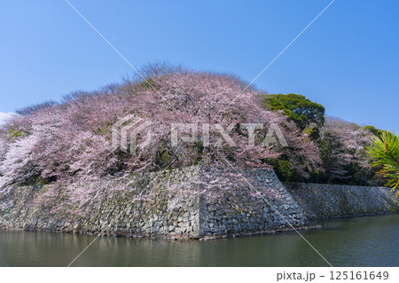 満開の桜で覆われた彦根城の外濠 125161649