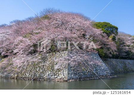 満開の桜で覆われた彦根城の外濠 125161654