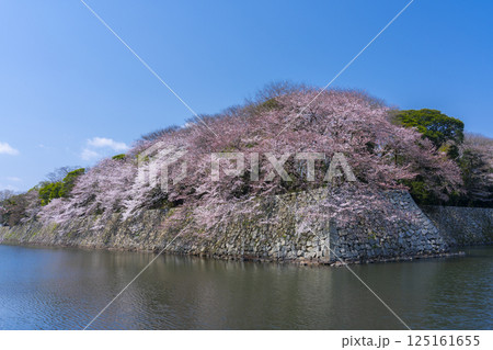 満開の桜で覆われた彦根城の外濠 満開の桜で覆われた彦根城の外濠 125161655