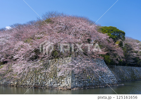 満開の桜で覆われた彦根城の外濠 満開の桜で覆われた彦根城の外濠 125161656