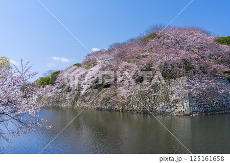 満開の桜で覆われた彦根城の外濠 125161658