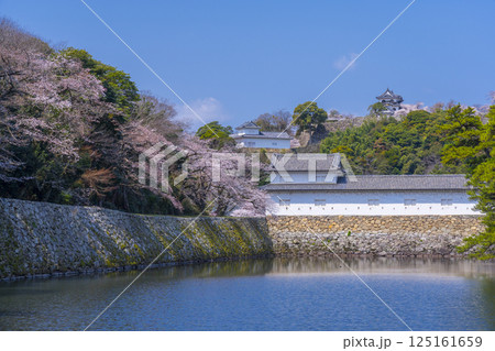 満開の桜で覆われた彦根城の外濠 125161659
