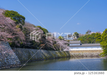 満開の桜で覆われた彦根城の外濠 125161660