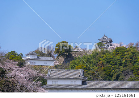 満開の桜で覆われた彦根城 満開の桜で覆われた彦根城 125161661