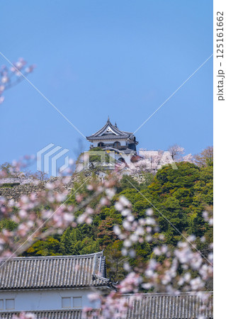 満開の桜で覆われた彦根城 満開の桜で覆われた彦根城 125161662