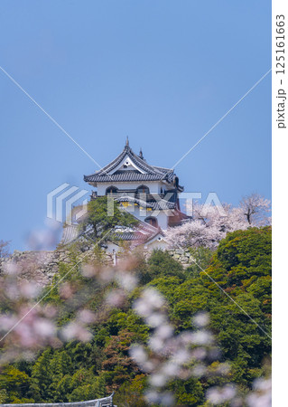 満開の桜で覆われた彦根城 満開の桜で覆われた彦根城 125161663