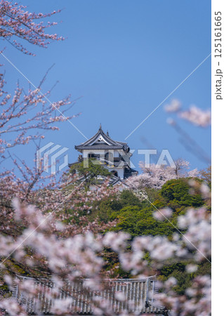 満開の桜で覆われた彦根城 125161665