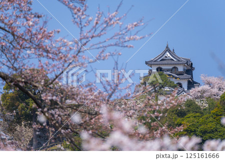 満開の桜で覆われた彦根城 満開の桜で覆われた彦根城 125161666