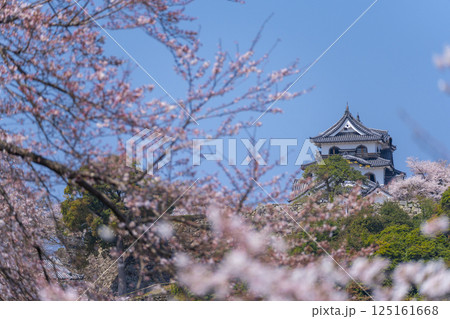 満開の桜で覆われた彦根城 満開の桜で覆われた彦根城 125161668