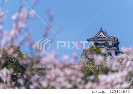 満開の桜で覆われた彦根城 満開の桜で覆われた彦根城 125161670