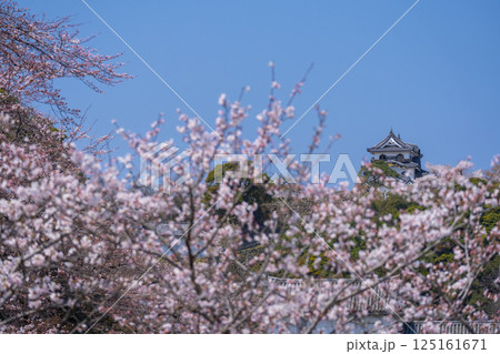 満開の桜で覆われた彦根城 満開の桜で覆われた彦根城 125161671