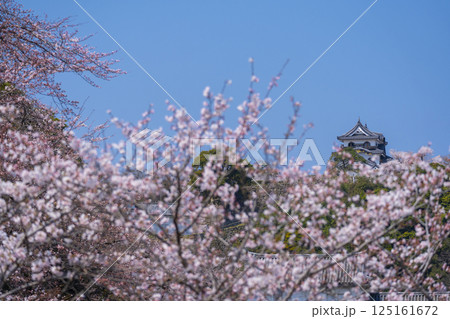 満開の桜で覆われた彦根城 125161672