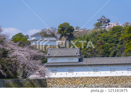 満開の桜で覆われた彦根城 125161675