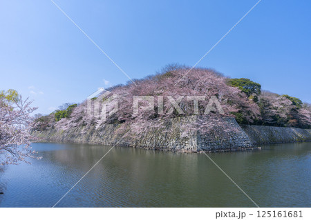 満開の桜で覆われた彦根城の外濠 満開の桜で覆われた彦根城の外濠 125161681