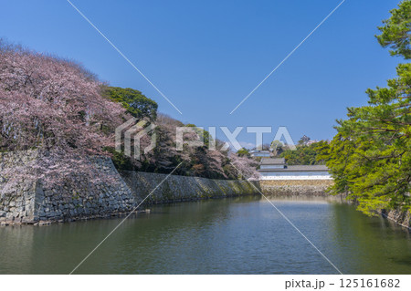 満開の桜で覆われた彦根城の外濠 満開の桜で覆われた彦根城の外濠 125161682