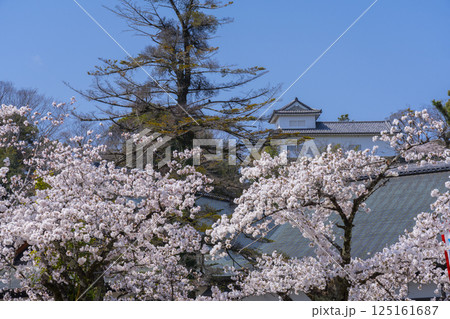 彦根城 満開の桜 表門橋付近 彦根城 満開の桜 表門橋付近 125161687