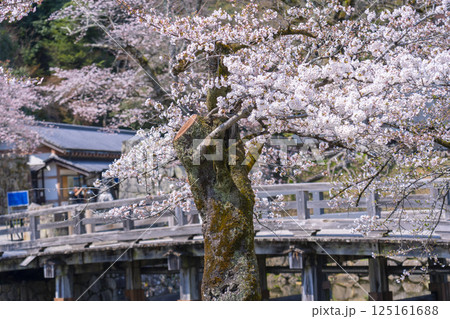 彦根城　満開の桜　表門橋付近 125161688