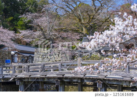 彦根城 満開の桜 表門橋付近 彦根城 満開の桜 表門橋付近 125161689