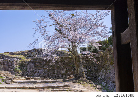 彦根城　太鼓門櫓　満開の桜 125161699