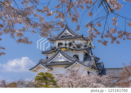 彦根城天守と満開の桜 125161700