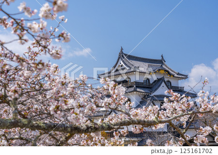彦根城天守と満開の桜 125161702