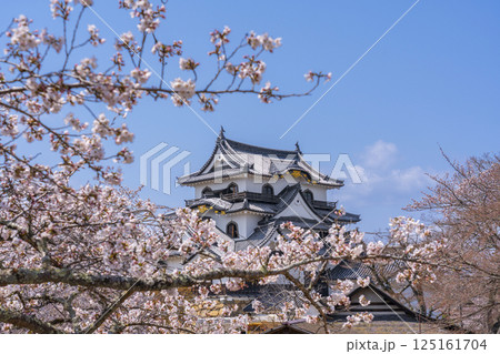 彦根城天守と満開の桜 125161704