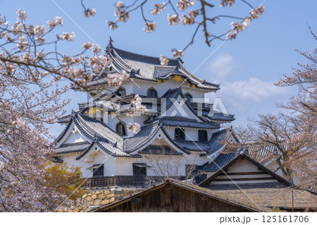 彦根城天守と満開の桜 125161706
