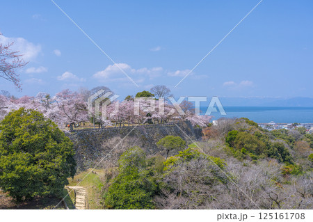 彦根城と満開の桜 着見台(着見櫓跡)からの眺め 彦根城と満開の桜 着見台(着見櫓跡)からの眺め 125161708